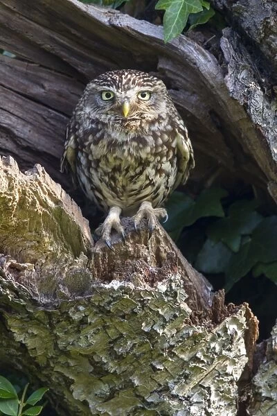 Little Owl (Athene noctua) adult, perched at nesthole entrance in early morning, Oxfordshire, England, June
