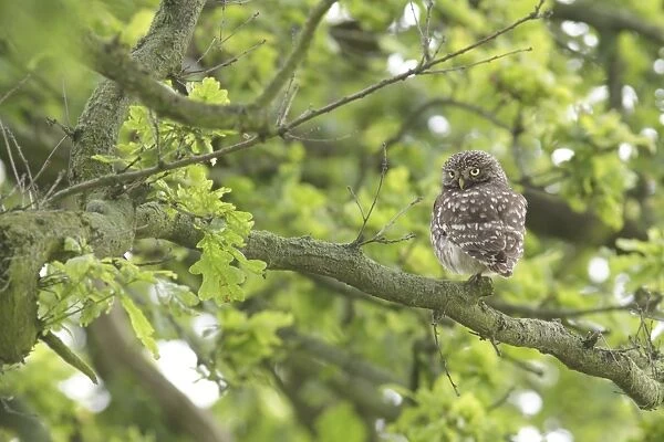 Little Owl (Athene noctua) adult, perched on Common Oak (Quercus robur) branch in farmland, West Yorkshire, England