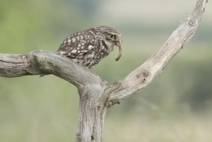 Framed Print : Little Owl (Athene noctua) adult, with earthworm in beak, perched on dead branch in farmland, West Yorkshire, England Framed Print : Little Owl (Athene noctua) adult, with earthworm in beak, perched on dead branch in farmland, West Yorkshire, England