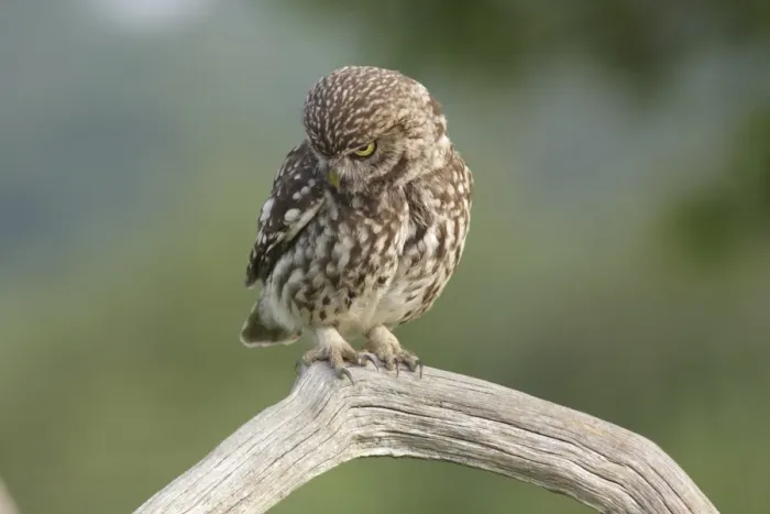 Framed Print : Little Owl (Athene noctua) adult, looking down for prey, perched on dead branch in farmland, West Yorkshire, England Framed Print : Little Owl (Athene noctua) adult, looking down for prey, perched on dead branch in farmland, West Yorkshire, England