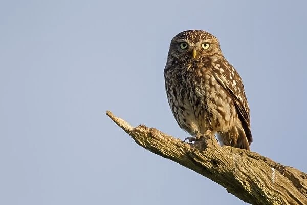 Little Owl (Athene noctua) adult, perched on dead branch near nestsite in early morning, Oxfordshire, England, June