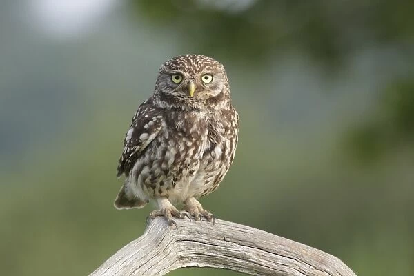 Little Owl (Athene noctua) adult, perched on dead branch in farmland, West Yorkshire, England, July