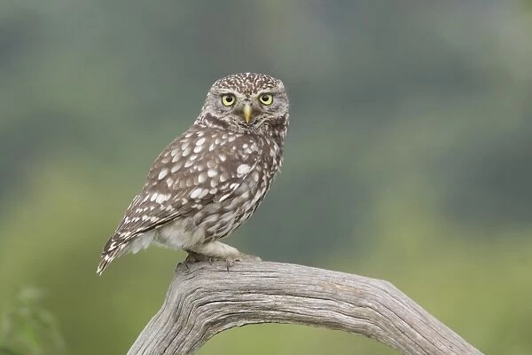 Little Owl (Athene noctua) adult, perched on dead branch in farmland, West Yorkshire, England, July
