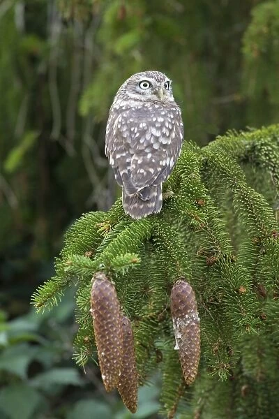Little Owl (Athene noctua) adult, perched on spruce branch, Berwickshire, Scottish Borders, Scotland, October (captive)