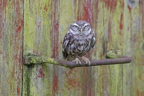 Little Owl (Athene noctua) adult, perched on handle of old agricultural feed bin, Berwickshire, Scottish Borders