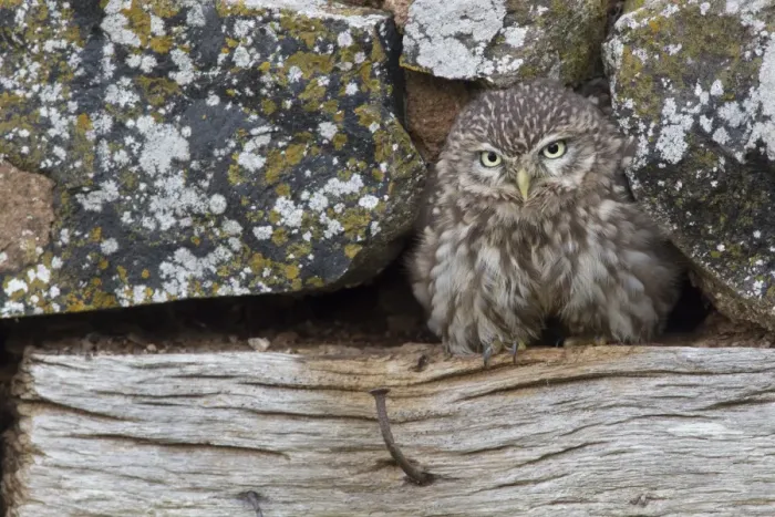 Framed Print : Little Owl (Athene noctua) adult, standing at hole in stone outbuilding, Berwickshire, Scottish Borders, Scotland Framed Print : Little Owl (Athene noctua) adult, standing at hole in stone outbuilding, Berwickshire, Scottish Borders, Scotland