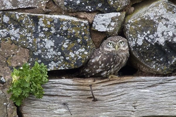 Little Owl (Athene noctua) adult, standing at hole in stone outbuilding, Berwickshire, Scottish Borders, Scotland