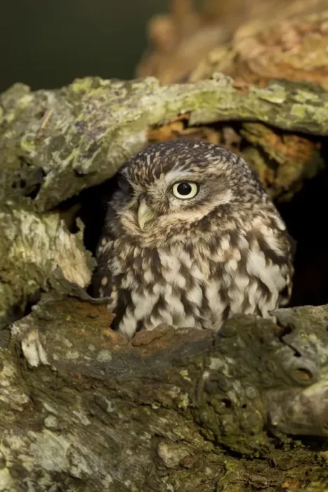 Framed Print : Little Owl (Athene noctua) adult, at hole in birch tree, North Yorkshire, England, november (captive) Framed Print : Little Owl (Athene noctua) adult, at hole in birch tree, North Yorkshire, England, november (captive)