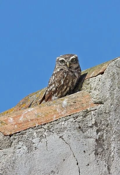 Little Owl (Athene noctua) adult, standing on farmhouse roof, Algarve, Portugal, april