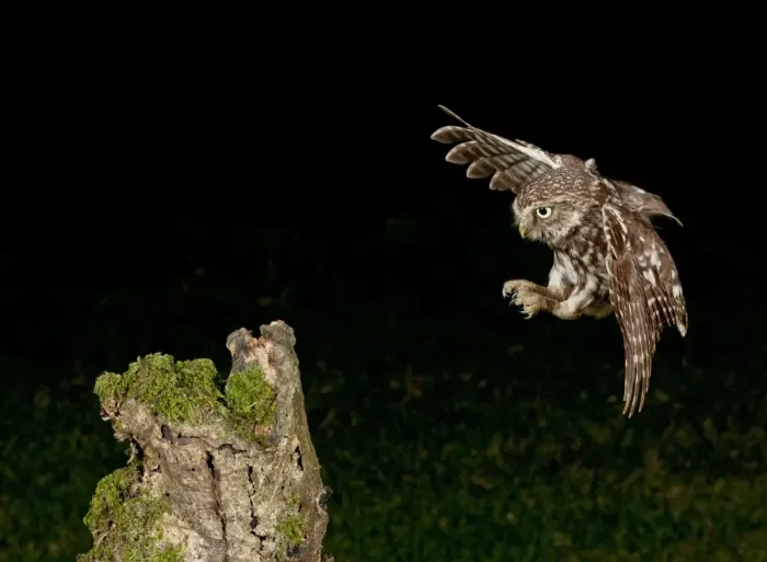 Framed Print : Little Owl (Athene noctua) adult, in flight, landing on stump at night, Pevensey Levels, East Sussex, England Framed Print : Little Owl (Athene noctua) adult, in flight, landing on stump at night, Pevensey Levels, East Sussex, England