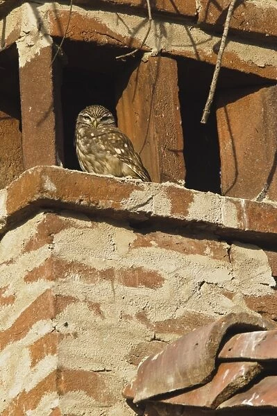 Little Owl (Athene noctua) adult, roosting on chimney, Italy
