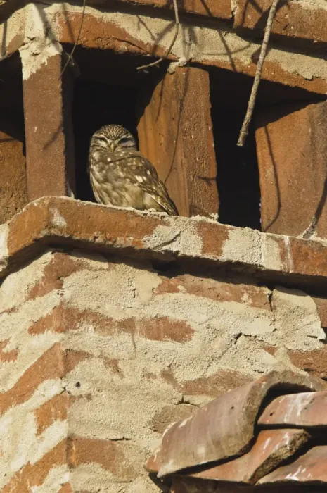 Framed Print : Little Owl (Athene noctua) adult, roosting on chimney, Italy Framed Print : Little Owl (Athene noctua) adult, roosting on chimney, Italy