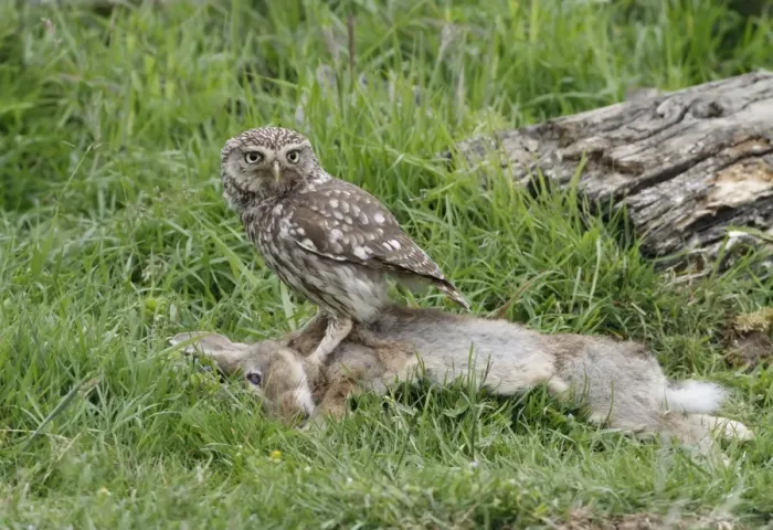 Framed Print : Little Owl (Athene noctua) adult, feeding on European Rabbit (Oryctolagus cuniculus) carcass in meadow, Leicestershire, England, june Framed Print : Little Owl (Athene noctua) adult, feeding on European Rabbit (Oryctolagus cuniculus) carcass in meadow, Leicestershire, England, june