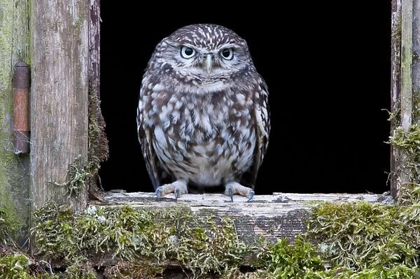 Little Owl (Athene noctua) adult, perched at window of old building, Norfolk, England, september
