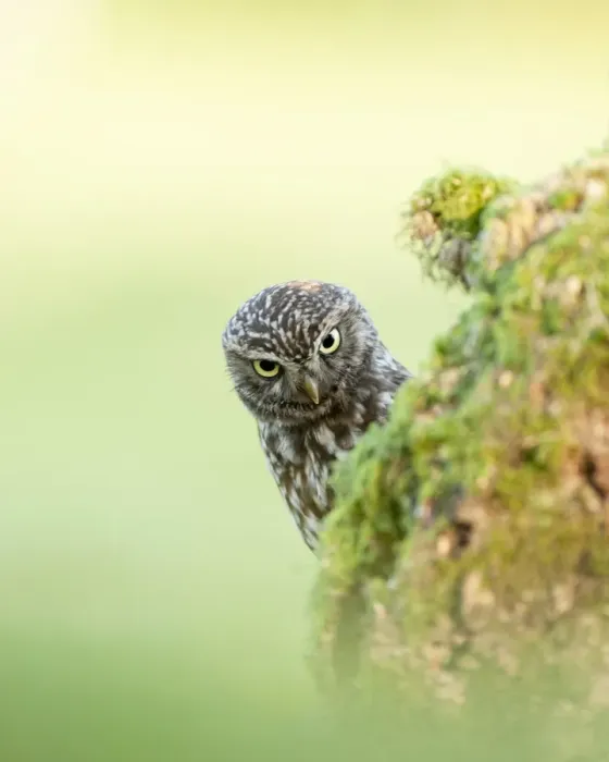 Framed Print : Little Owl (Athene noctua) adult, peering over tree stump, England, may Framed Print : Little Owl (Athene noctua) adult, peering over tree stump, England, may