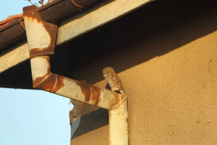 Framed Print : Little Owl (Athene noctua) adult, perched on drainpipe, Bulgaria, september Framed Print : Little Owl (Athene noctua) adult, perched on drainpipe, Bulgaria, september