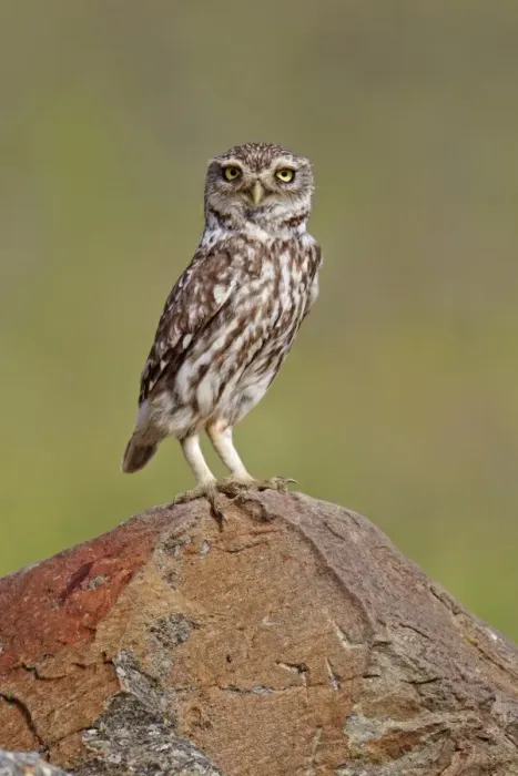 Framed Print : Little Owl (Athene noctua) adult, standing on rock, Extremadura, Spain, april Framed Print : Little Owl (Athene noctua) adult, standing on rock, Extremadura, Spain, april