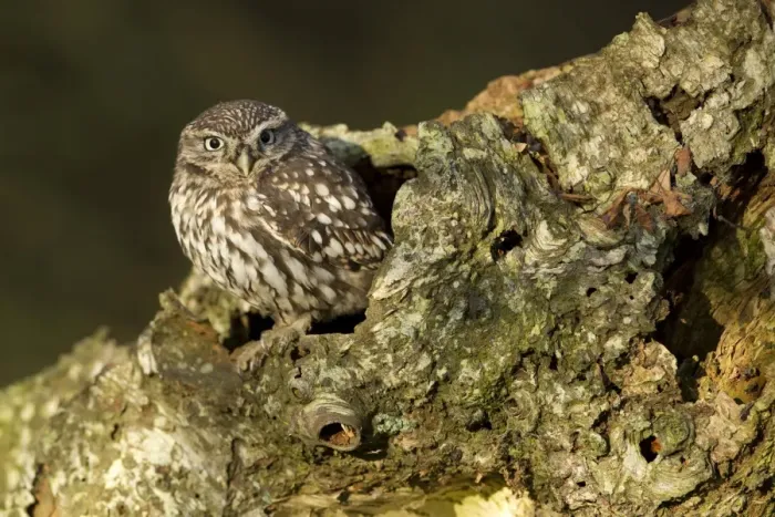 Framed Print : Little Owl (Athene noctua) adult, at hole in birch tree, North Yorkshire, England, november (captive) Framed Print : Little Owl (Athene noctua) adult, at hole in birch tree, North Yorkshire, England, november (captive)