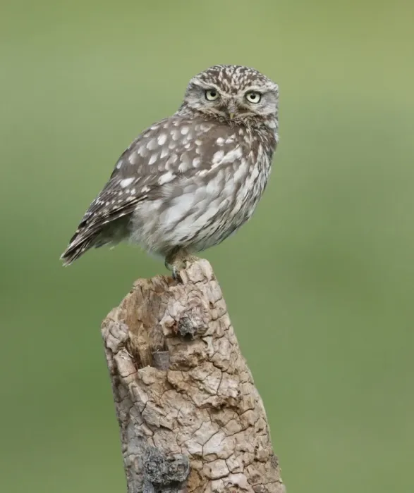 Framed Print : Little Owl (Athene noctua) adult, standing on tree stump, Leicestershire, England, june Framed Print : Little Owl (Athene noctua) adult, standing on tree stump, Leicestershire, England, june
