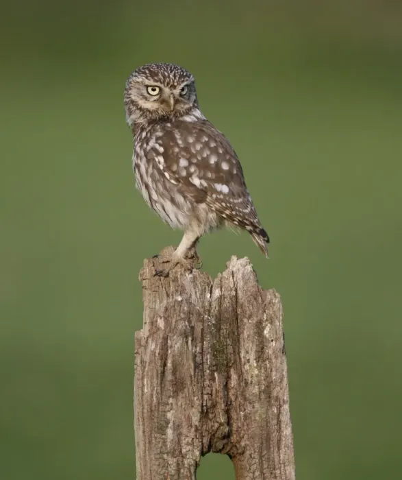 Framed Print : Little Owl (Athene noctua) adult, standing on fencepost, Leicestershire, England, may
