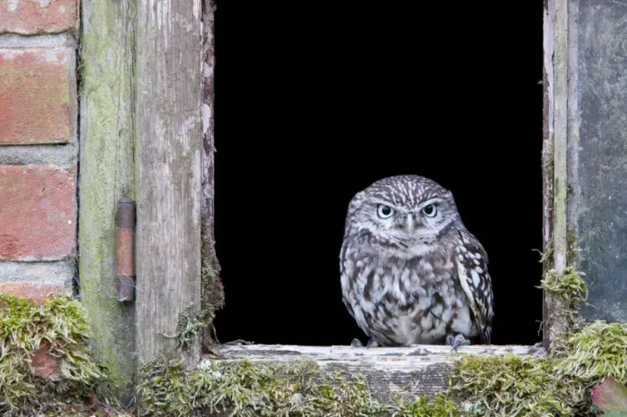 Framed Print : Little Owl (Athene noctua) adult, perched at window of old building, Norfolk, England, september