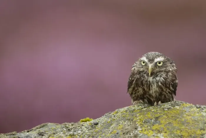 Framed Print : Little Owl (Athene noctua) adult, with wet plumage, sitting on lichen covered moorland rock in heavy rain shower