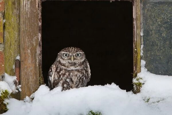 Little Owl (Athene noctua) adult, perched at window in snow, Norfolk, England, february