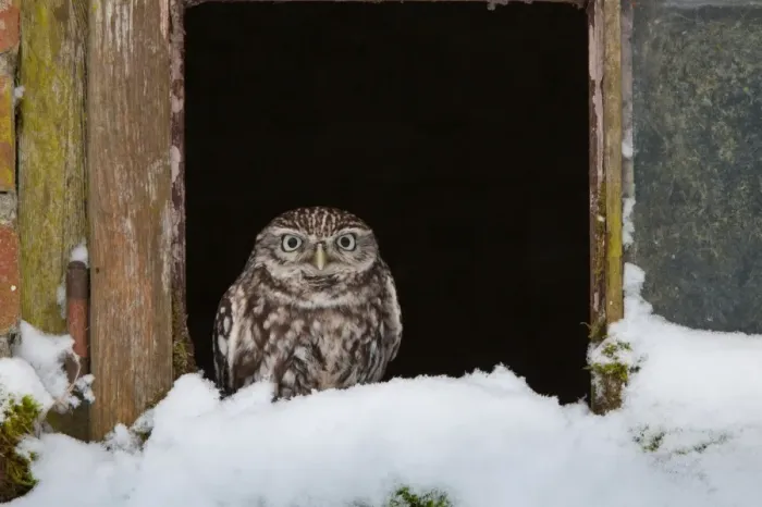 Framed Print : Little Owl (Athene noctua) adult, perched at window in snow, Norfolk, England, february Framed Print : Little Owl (Athene noctua) adult, perched at window in snow, Norfolk, England, february