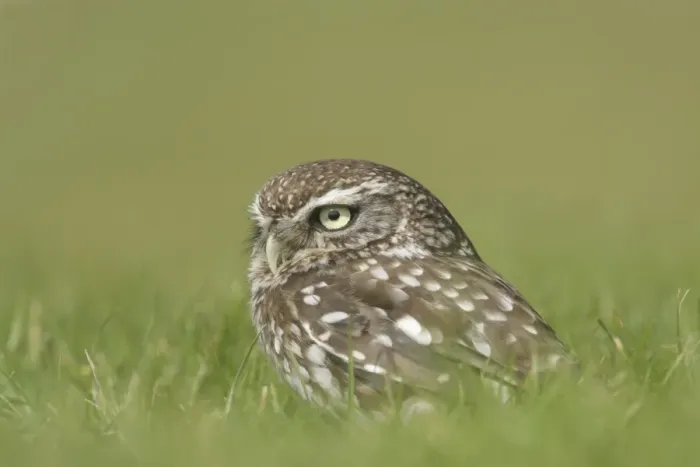 Framed Print : Little Owl (Athene noctua) adult, standing on grass, North Yorkshire, England, august (captive) Framed Print : Little Owl (Athene noctua) adult, standing on grass, North Yorkshire, England, august (captive)