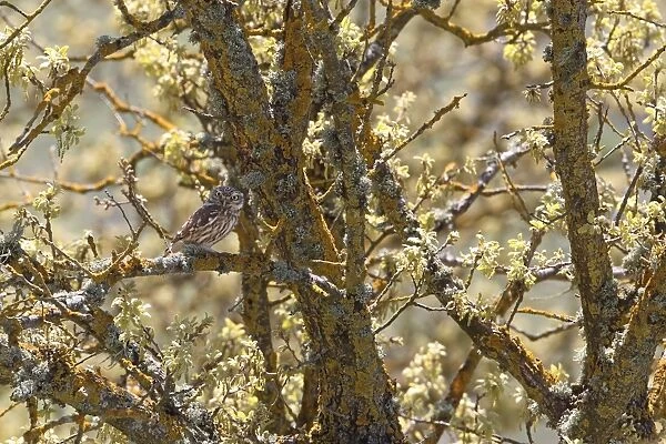 Little Owl (Athene noctua) adult, perched on lichen covered branch in tree, Lesvos, Greece, april