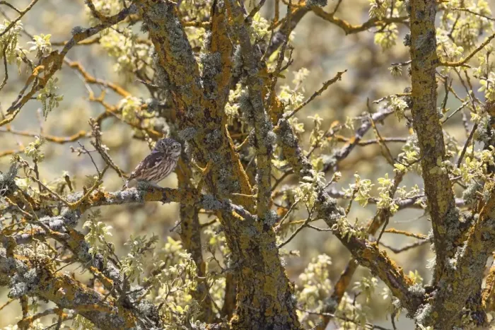 Framed Print : Little Owl (Athene noctua) adult, perched on lichen covered branch in tree, Lesvos, Greece, april Framed Print : Little Owl (Athene noctua) adult, perched on lichen covered branch in tree, Lesvos, Greece, april