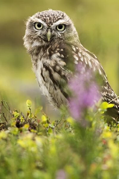 Little Owl (Athene noctua) adult, perched in bilberry on moorland, Yorkshire, England, August (captive)