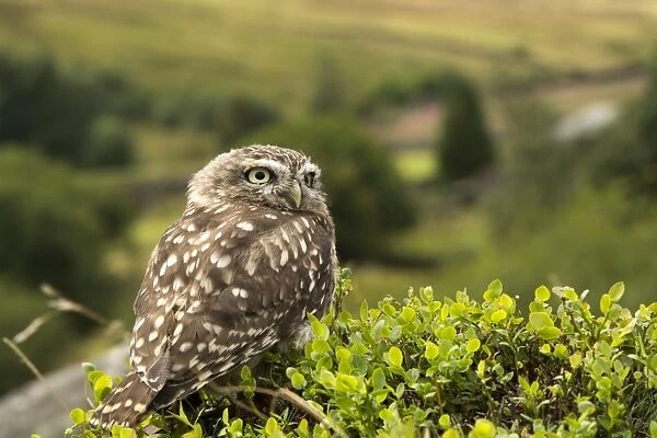 Little Owl (Athene noctua) adult, perched in bilberry on moorland, Yorkshire, England, August (captive)