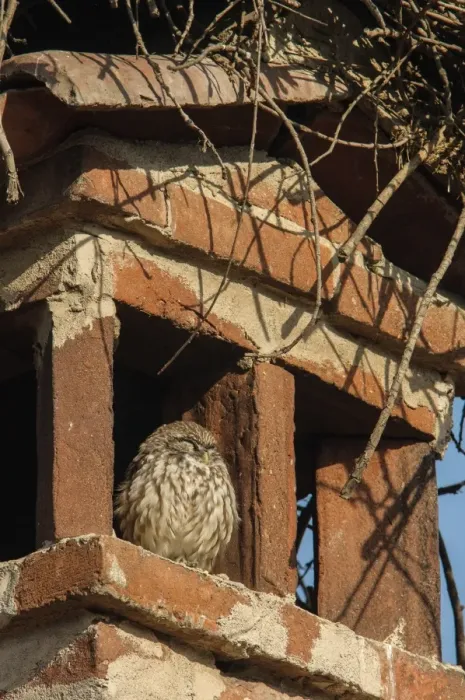Framed Print : Little Owl (Athene noctua) adult, roosting on chimney under White Stork (Ciconia ciconia) nest, Italy, December Framed Print : Little Owl (Athene noctua) adult, roosting on chimney under White Stork (Ciconia ciconia) nest, Italy, December