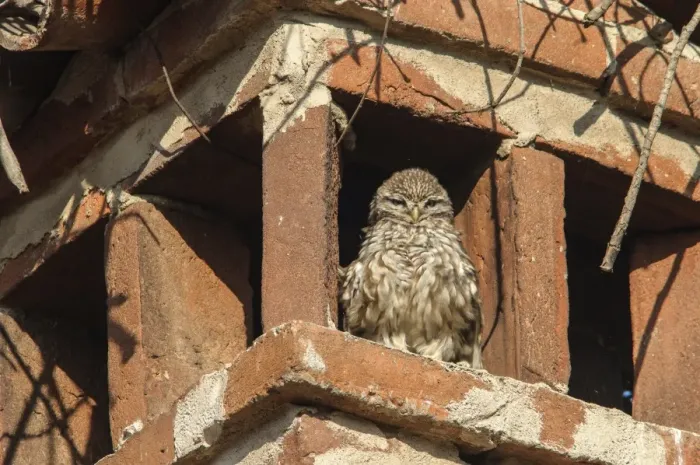 Framed Print : Little Owl (Athene noctua) adult, roosting on chimney under White Stork (Ciconia ciconia) nest, Italy, December Framed Print : Little Owl (Athene noctua) adult, roosting on chimney under White Stork (Ciconia ciconia) nest, Italy, December