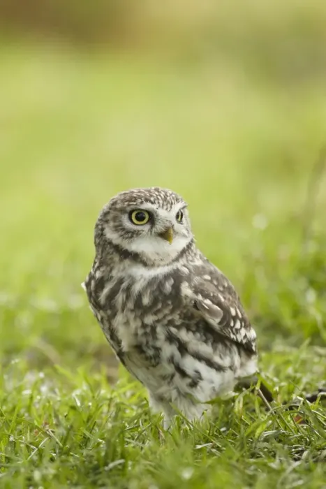 Framed Print : Little Owl (Athene noctua) adult, standing on grassy field, Worcestershire, England, November Framed Print : Little Owl (Athene noctua) adult, standing on grassy field, Worcestershire, England, November
