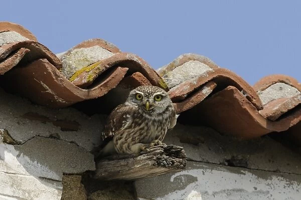 Little Owl (Athene noctua) adult, in alert posture, perched on beam of building, Lemnos, Greece, April