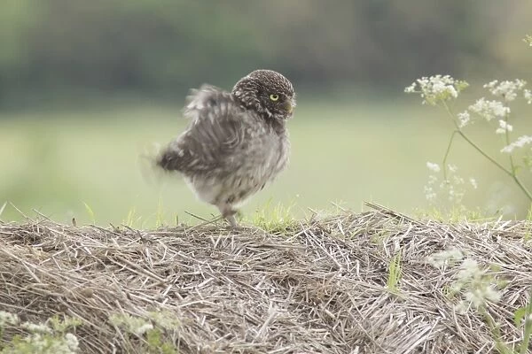 Little Owl (Athene noctua) adult, fluffing up wings, standing on straw bale in farmland, West Yorkshire, England, June