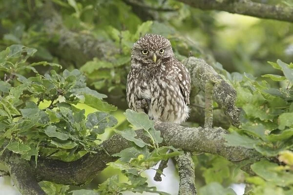 Little Owl (Athene noctua) adult, with foot raised, perched on Common Oak (Quercus robur) branch in farmland