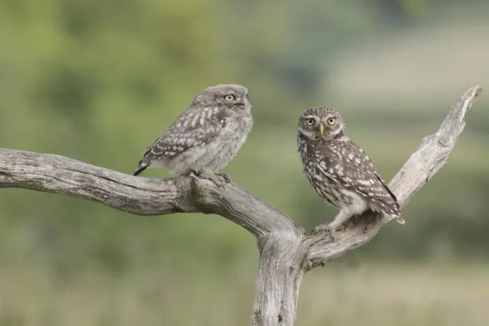 Framed Print : Little Owl (Athene noctua) adult and juvenile, perched on dead branch in farmland, West Yorkshire, England, July Framed Print : Little Owl (Athene noctua) adult and juvenile, perched on dead branch in farmland, West Yorkshire, England, July