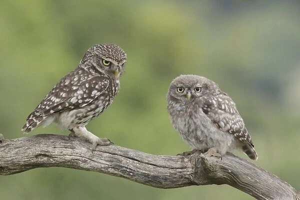 Little Owl (Athene noctua) adult and juvenile, perched on dead branch in farmland, West Yorkshire, England, July