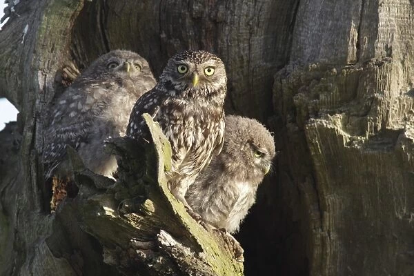 Little Owl (Athene noctua) adult and two juveniles, perched at nest cavity on tree in farmland, West Yorkshire