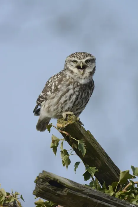 Framed Print : Little Owl (Athene noctua) adult male, calling, perched on roof of old barn, Norfolk, England, March