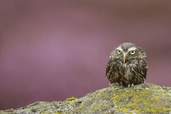 Little Owl (Athene noctua) adult, with wet plumage, sitting on lichen covered moorland rock in heavy rain shower