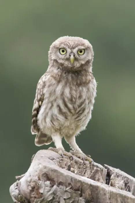 Framed Print : Little Owl (Athene noctua) chick, perched on tree stump nest, Berkshire, England Framed Print : Little Owl (Athene noctua) chick, perched on tree stump nest, Berkshire, England