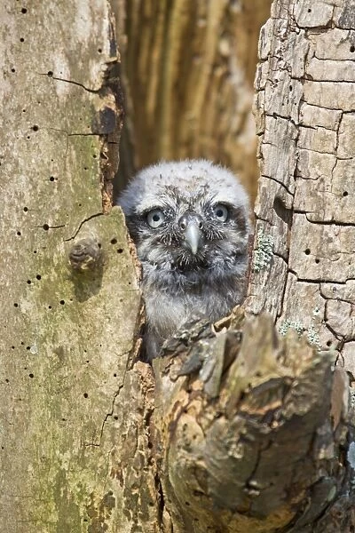 Little Owl (Athene noctua) chick, looking out from nesthole, june (captive)