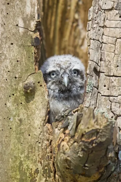 Framed Print : Little Owl (Athene noctua) chick, looking out from nesthole, june (captive) Framed Print : Little Owl (Athene noctua) chick, looking out from nesthole, june (captive)