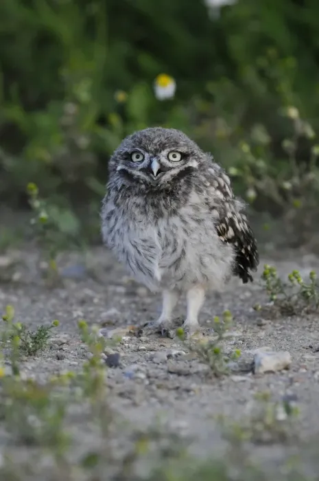 Framed Print : Little Owl (Athene noctua) chick, recently fledged, standing on ground, Norfolk, England, July Framed Print : Little Owl (Athene noctua) chick, recently fledged, standing on ground, Norfolk, England, July