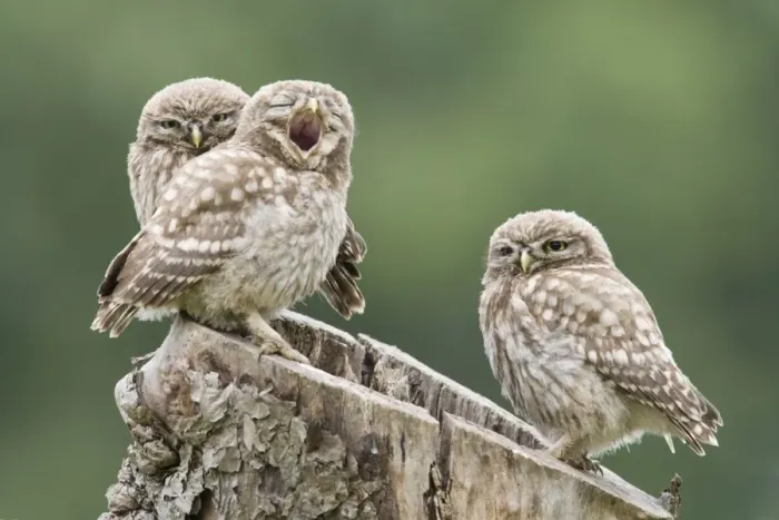 Framed Print : Little Owl (Athene noctua) three chicks, yawning, perched on tree stump nest, Berkshire, England