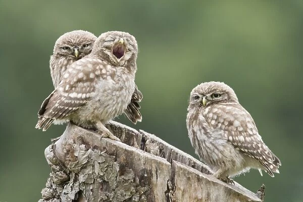 Little Owl (Athene noctua) three chicks, yawning, perched on tree stump nest, Berkshire, England